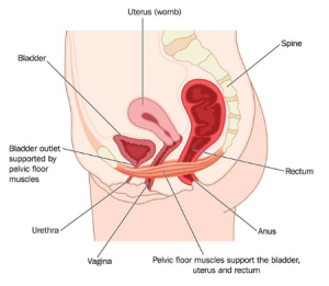 Pelvic-floor-muscle-training pelvic floor muscle training diagram