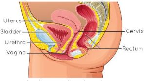 pelic-anatomy-without-prolapse